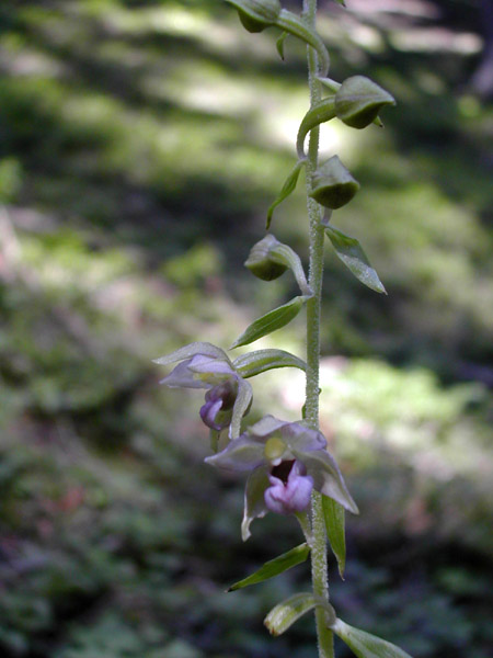 Epipactis helleborine